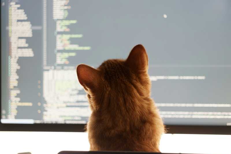 Cat reviewing code